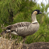 Hawaiian Goose